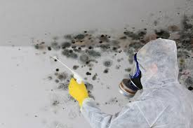 Best Black Mold Removal  in Governors Clu, NC